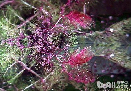 Utriculariaceae aquatic grass breeding methods