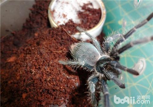 Morphological Characteristics of the Haitian Coffee Bird-Eating Spider
