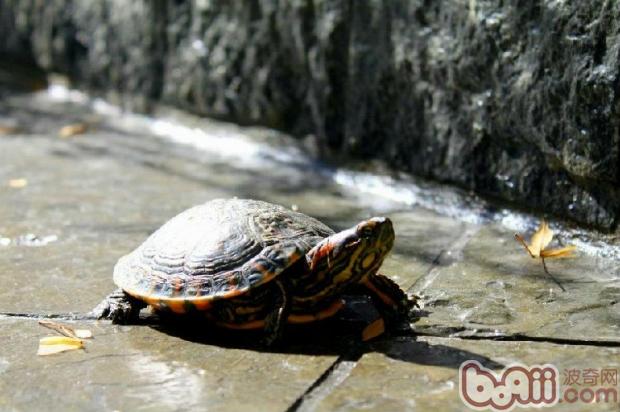 Quickly learn how to identify pet turtles and males
