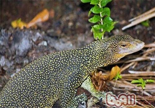 A brief introduction to mangrove monitor lizards