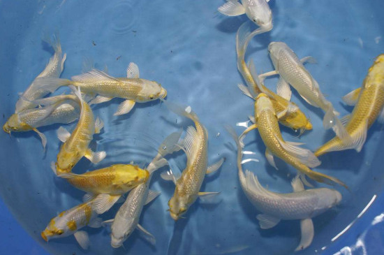 How to rescue a koi that has rolled over and is lying on the bottom