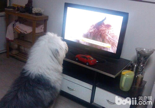 How to give Dogs Relieve Boredom